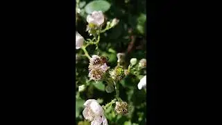 Hoverfly (Eristalis nemorum) and bramble flowers (rubus).