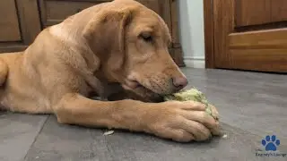 Teething Labrador Puppy Chewing Broccoli - Healthy snacks for Puppies. 