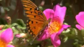 Beautiful butterfly and flowers, with relaxing music (HD)