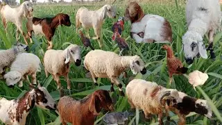 Animals farm || Sheep's Eating Grass || Sheep's Sounds || Chicken Little baby sounds | cow's Grazing