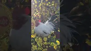 Banana-colored snow chicken #chicken #gachua #アヒル #duck #mypetdn #birds #animals #cute #chabo #gatre