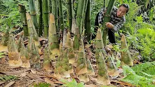 Harvesting bamboo shoots to preserve and sell at the market with my daughter | L&yacute; Tiểu Vy