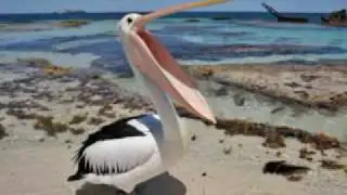 Encyclopedic DVDs - Wetland Wings - Pelicans