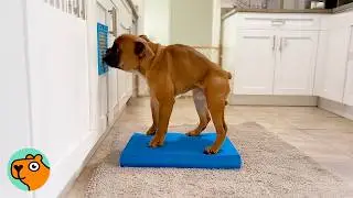 Dwarf Bull Dog Becomes The Biggest Local Legend | Cuddle Buddies