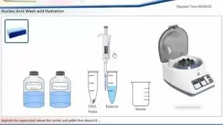 Molecular Biology Experiment Overview (www.elab.edu.eg)