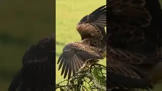 This red kite chick has just fledged the nest