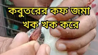 কবুতরের কফ জমা খক খক করে।