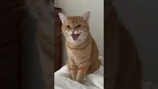 Злая Пенни