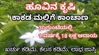 kakada flower plants | ಕಾಕಡ ಮಲ್ಲಿಗೆ ಹೂವಿನ ಕೃಷಿ | EYEMANJU |