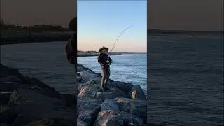 It&rsquo;s nice to see some action on the jetty! #shorts #fishing #bluefish