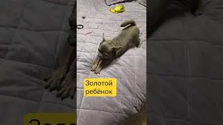 ЗОЛОТОЙ РЕБЁНОК 😜#марсюша #чихуахуа#милота #marcel_chih #shorts #chihuahuafanclub