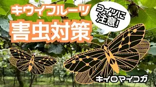 【キウイフルーツ】害虫対策で全滅を防ぐ