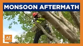 Crews clean up trees uprooted by Arizona monsoon storm