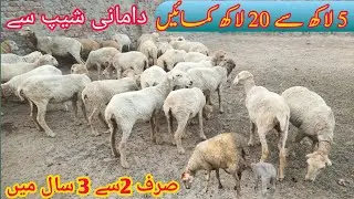 Damani sheep farm 5 lakh se 20 lakh kamana asan wo bhee sirf 3 saal main |Damani sheep farming 