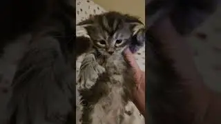 3 Weeks,  Not 4 Weeks Old, 5 Maine Coon Kittens