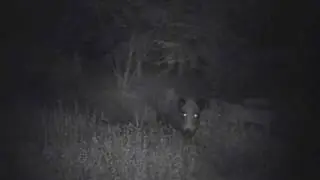 Varken.wmv