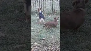 Corgi Butt Shake