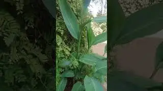 new farming video #terracegardenindia #garden #farming #plants