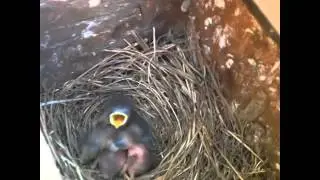 Meghan McCarthy Vine   I SPEAK BIRD! Before everyone freaks out, I saw the mama bird return multiple