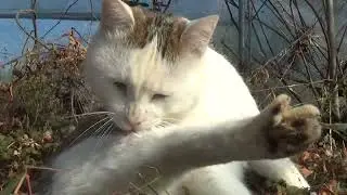 ねこ日記#2753 ビニールハウスのいつもの場所で毛づくろいするマオ☆