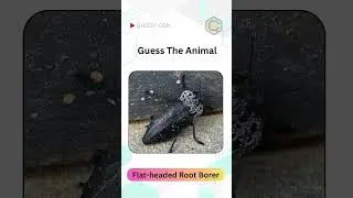 Animal Guessing Game -395 | Can you Guess these Animal Names | Animal Names |#quizzycon  #animals