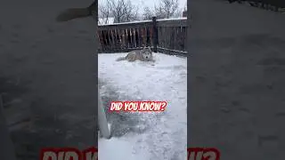 Отправьте это другу #собака #собаки #милый #смешной #мем #fyp #тренды