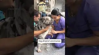Dog Comedy Video | FunPets #shorts