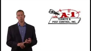Flea Extermination and Prevention