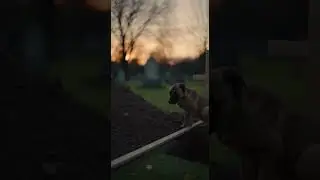 A Loyal Dog Silently Walks Behind His Owner&rsquo;s Funeral 🐕💔#AI#LoyalDog#UnconditionalLove#DogLoyalty