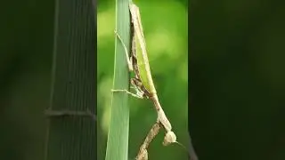 Deep looks mantis body