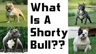 A New And Upcoming Breed: The Shorty Bull