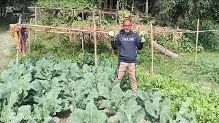 নিজের যত্নে ফলানো ফুলকপি দিয়ে আজ রান্না করলাম। Village touch Sumon. 