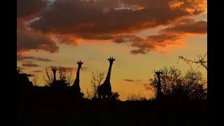 Experience the Bushveld in Hartbeespoort!