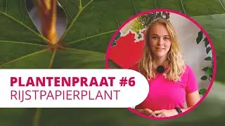 Plantenpraat #6 | Rijstpapierplant 📄