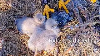#118🦅NE32🐥11&deg; & NE33🐥9&deg;／NEFL 2025-2026／Gabby💗Beau／by American Eagle Foundation