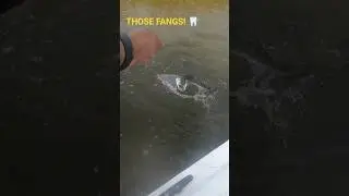 St. Augustine Winter Streak! 🎣 (Redfish & Trout back-to-back)