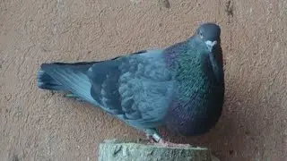لمدادي عليَ كينادي ، والسيفيانوس مفرح ولاد بلادي 💜🇲🇦