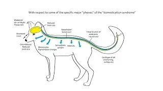 A.S. Wilkins. Examining two hypotheses on the &ldquo;domestication syndrome&rdquo;