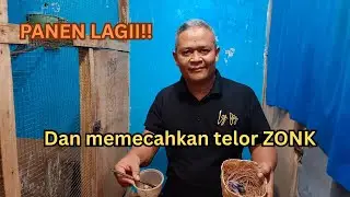 PANEN LAGIII!!! Dan memecahkan telur ZONK!