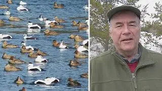 Go winter birding at Schoodic Point in Maine | Bob's Bird's Eye View