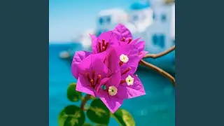 Bougainvillea