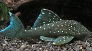 Top 10 Aquarium Pleco|What You Need for a Pleco| Pleco Attack!|Top 5 Bottom Aquarium Fish|Pleco Tank
