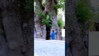 Hatay&rsquo;ın Samandağ il&ccedil;esinde bulunan binlerce yıllık Musa Ağacı #hatay #tarih #islamtarihi