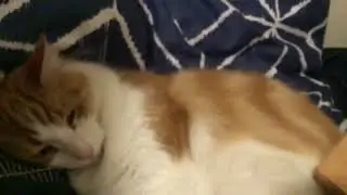 Grooming hunter my Cat ( he is sheding a-lot)