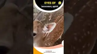 Eyes of innocence, spirit #Hashtags: #EyesOfInnocence #SpiritOfTheWild #IndianDeer #WildlifeBeauty