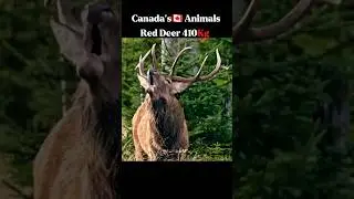 Animals Weight From Canada🇨🇦❗️ #animals #wildlife #reddeer
