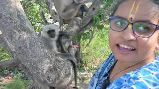 Langur ji apki video badde sok se dekhte hai humare hanuman langur