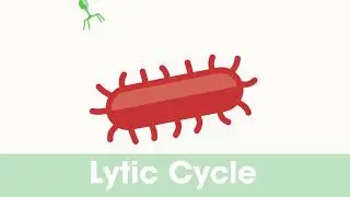 Bacteriophages for seafood safety