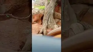 Muntik ng mahimatay sa rides!!! || Splash Mountain || Tokyo Disneyland Land || Watch till the end!!!