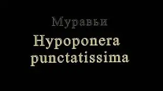 Муравьи Hypoponera punctatissima